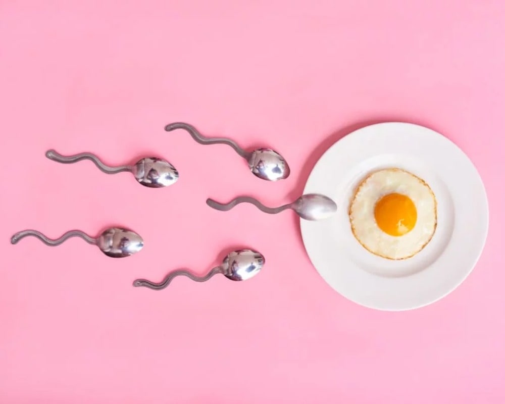 Die fruchtbare Phase