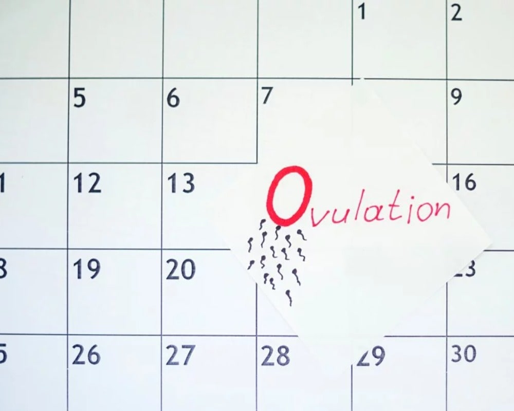 Is there a fixed ovulation time in the cycle
