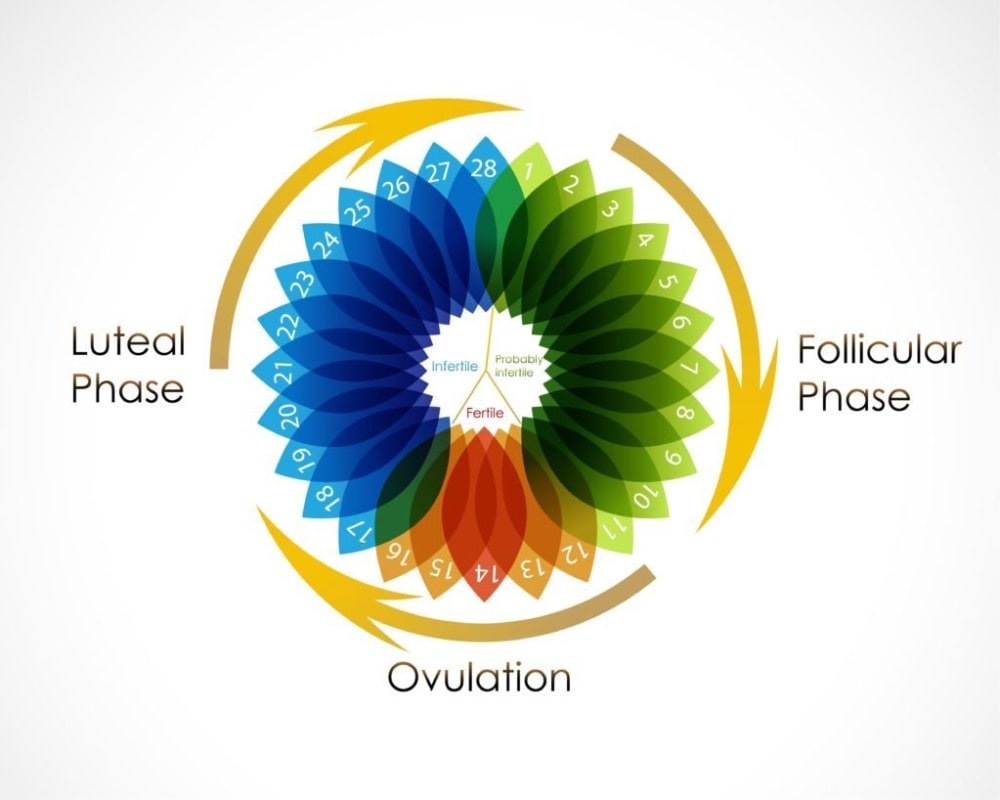 Get to know your cycle