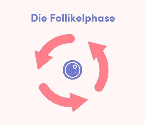 Follikelphase