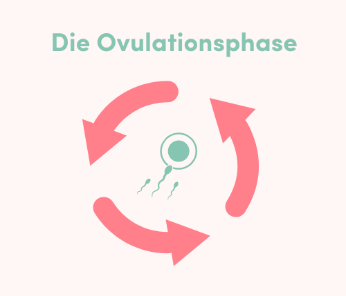 Ovulationsphase