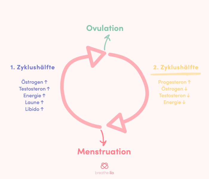 Was in der 2. Zyklushälfte passiert