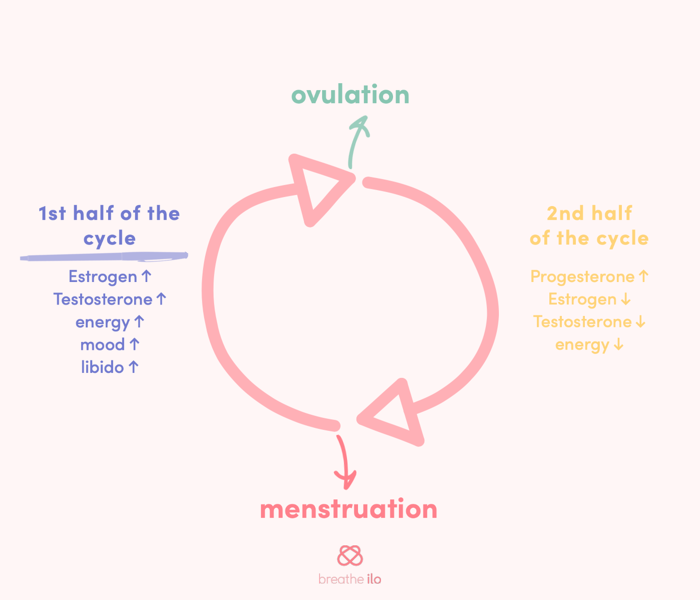 Things that happen in the 1st half of the cycle