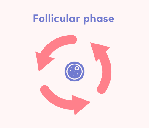 follicular phase