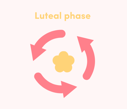 luteal phase