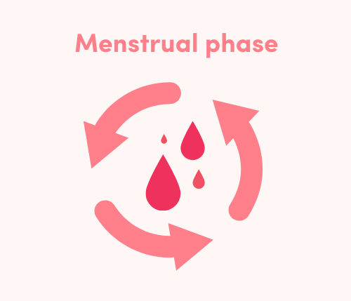 menstrual phase