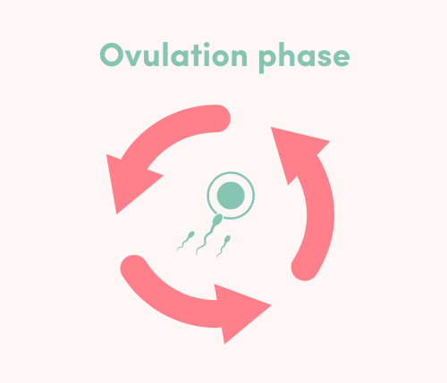 ovulation phase