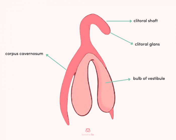Function of the uterus