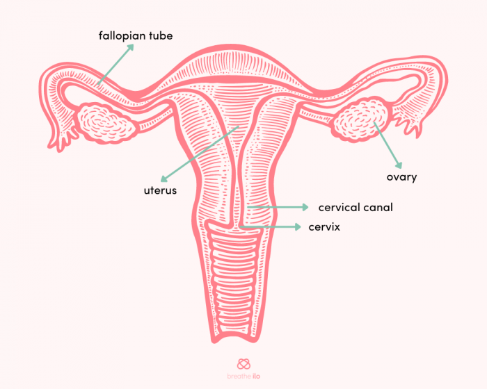 Function of the uterus